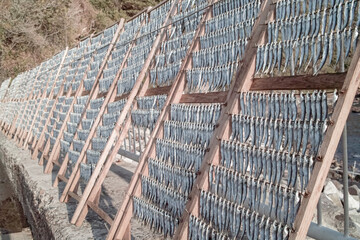 伊豆のシシャモ