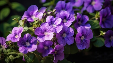 purple crocus flowers