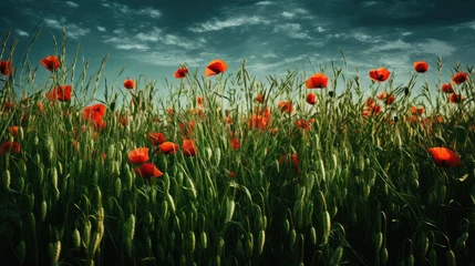 Foto op Aluminium field of poppies © faiz
