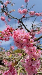 pink cherry blossoms