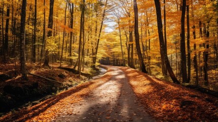 path in the forest