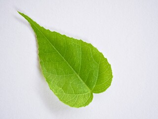 Green leaf isolate on white background