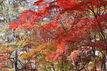 창경궁의 가을 풍경