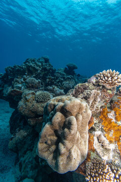 Coral reef covered with fish