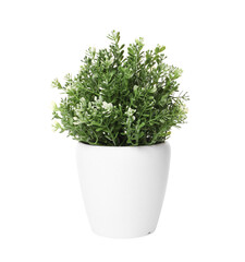 Artificial potted thyme on white background. Home decor