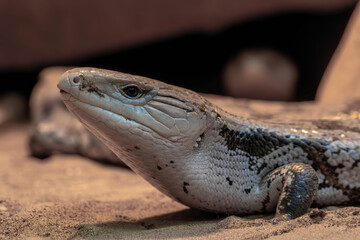 Ocellated skink photograph taken from a short distance