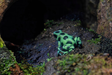 Poison dart frog is native to the humid and tropical environment