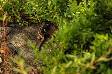 Naklejka na ściany i meble Beautiful lizard crawling on tree stump near shrubs of bilberry in forest