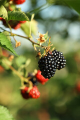Ripe blackberries growing on bush outdoors, closeup
