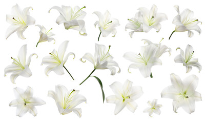 Beautiful lily flowers isolated on white, set