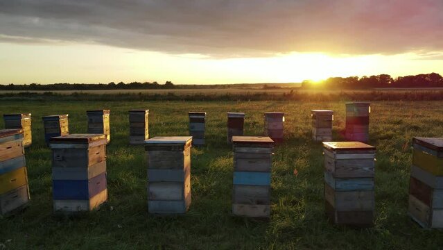 aerial view of the bee hive