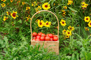 Red cherry tomatoes in a wicker basket in grass near flowers.