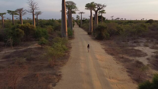 Aerial view of baobabs avenue in Madagascar, woman walking in the avenue.