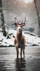 Deer on snow river