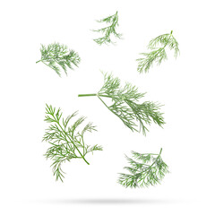Fresh green dill falling on white background