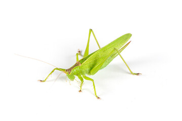 green grasshopper isolated on white background.