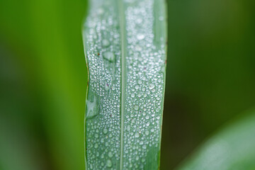 Water drops on green leaves background.