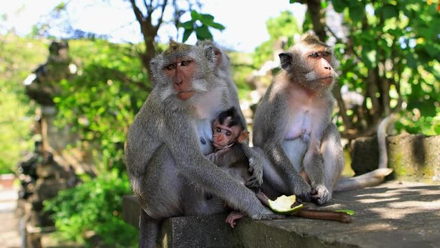 Cute monkey family in Bali at the Uluwatu temple, adorable Indonesian macaques with a baby monkey, tourism in Indonesia