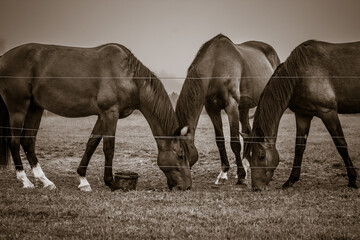 a trio of horses at the Bent River Equestrian Farm in Hendersonville, NC