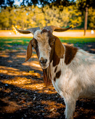 Goat in Meggett, SC
