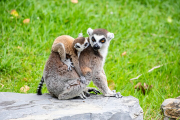 The closeup image of a Ring-tailed lemur (Lemur catta) with a baby.
It is a large strepsirrhine primate and the most recognized lemur due to its long, black and white ringed tail. 