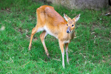 The water deer (Hydropotes inermis) is a small deer species native to China and Korea. Its...