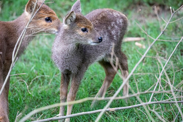 The calf of water deer (Hydropotes inermis). It is a small deer species native to China and Korea. Its prominent tusks.