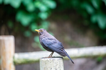 The common blackbird (Turdus merula) is a species of true thrush.
It breeds in Europe, Asiatic Russia, and North Africa
