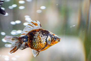 the closeup iamge of Ryukin Goldfish Assorted Colors (Carassius Auratus).  - obrazy, fototapety, plakaty