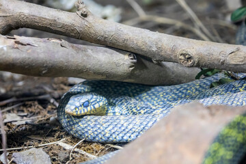 the king ratsnake (Elaphe carinata) ready to molt. It is a species of Colubrid snake found in...