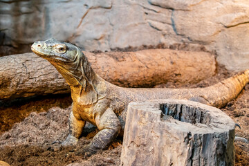 the closeup image of Komodo dragon.
it is also known as the Komodo monitor, a species of lizard found in the Indonesian islands of Komodo, Rinca, Flores, and Gili Motang.