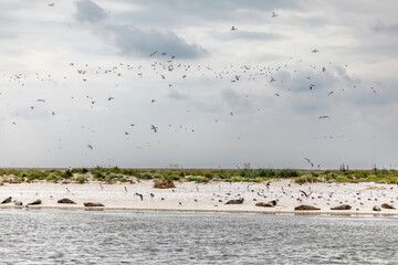 Wild seals and birds on seal beds at the north sea in summer outdoors