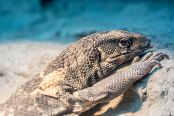 The savannah monitor (Varanus exanthematicus) is a medium-sized species of monitor lizard native to Africa.