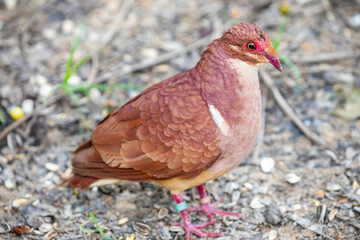 The male ruddy quail-dove (Geotrygon montana) is a species of bird in the dove and pigeon family Columbidae. It breeds throughout the West Indies, Central America, and tropical South America. 
