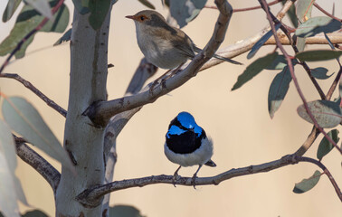 Male and Female wren