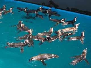 水族館　マゼランペンギン