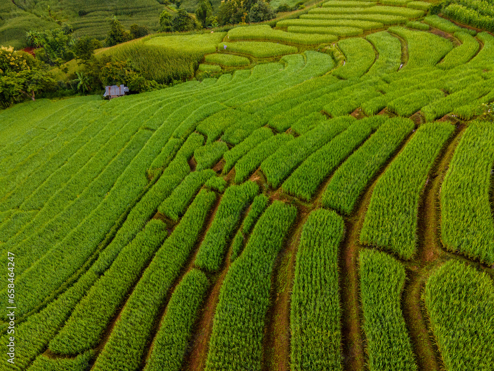 Wall mural terraced rice field in chiangmai, thailand