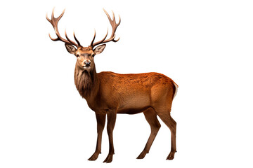 Red Deer isolated on a transparent background. Animal left side view portrait.