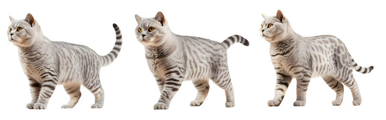 cute striped cat png ,british shorthair cat isolated on transparent background ,generative ai
