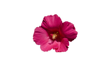 Close-up photo of bright red hibiscus flower isolated on transparent background png file.