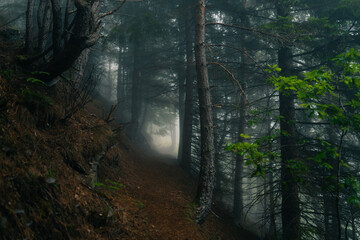 very mysterious and desolate atmosphere on a gloomy day in the dark woods with thick fog. pyrenees