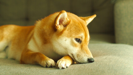 Selective focus of red shiba, For use in illustrations Background image or copy space.