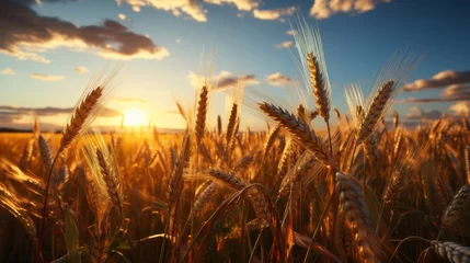 Photo sur Plexiglas Prairie, marais Landscape of a rural summer in the country. Field of ripe golden wheat in rays of sunlight at sunset against background of sky with clouds.