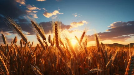 Poster Landscape of a rural summer in the country. Field of ripe golden wheat in rays of sunlight at sunset against background of sky with clouds. © ND STOCK