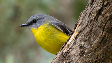 Eastern yellow robin bird