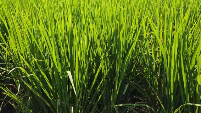 Indian green rice fields in the andhra pardesh