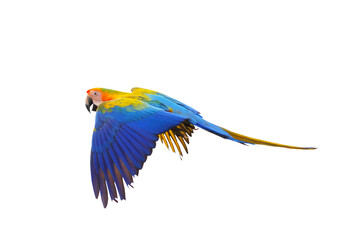 Beautiful Camelot macaw flying isolated on transparent background png file