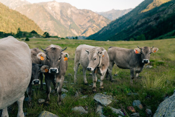 gray cows in the pyrenees