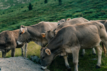 gray cows in the pyrenees