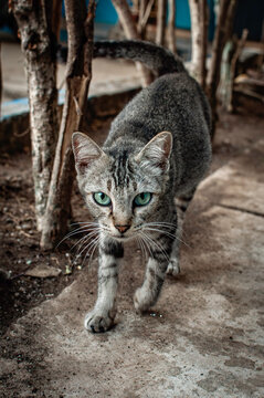 A village cat or domestic cat or Felis silvestris lybica is walking and staring intently with its bluish green eyes with black pupils
